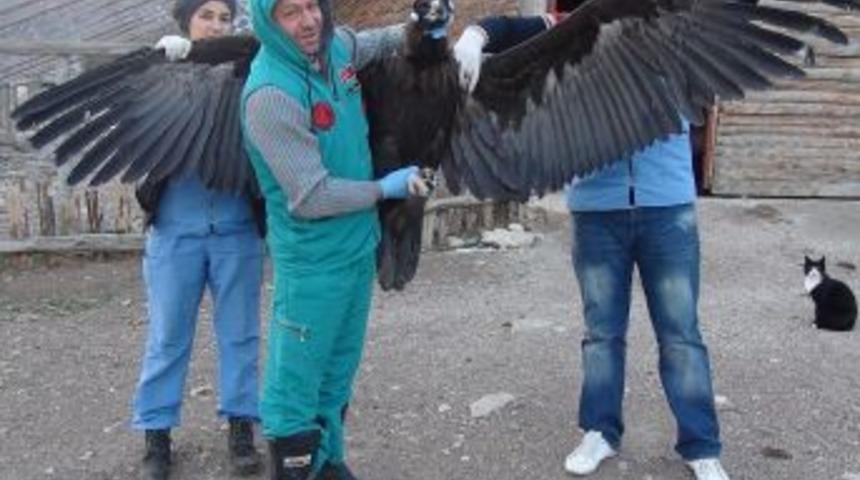 Nesli Tükenmek Üzere Olan Kara Akbaba, Lisinia’da