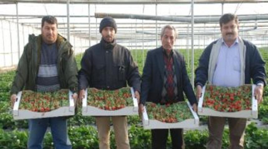 &Ouml;rt&uuml; Altı &Ccedil;ilek 3.50 Tl&rsquo;den Alıcı Buluyor