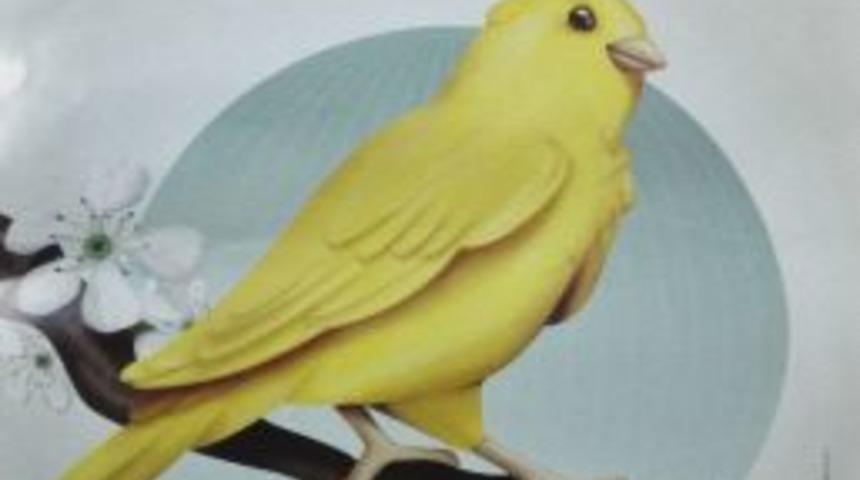 Merinos Akkm &lsquo;t&uuml;rkiye Kanarya Şampiyonası&rsquo;na Ev Sahipliği Yapacak