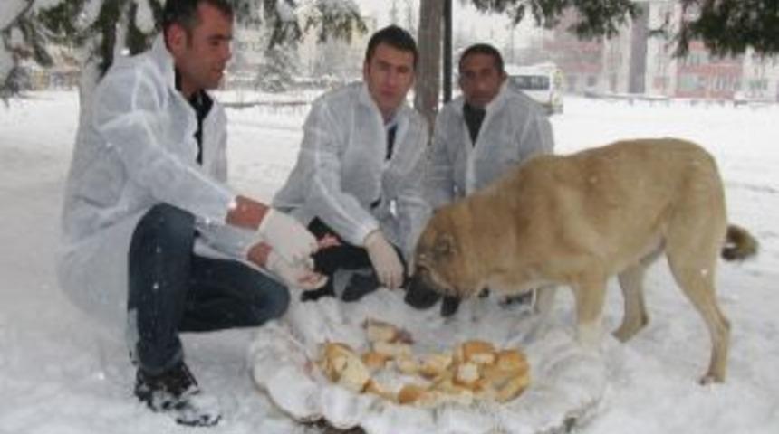 Elbistan Belediyesi Sokak Hayvanlarını Aç Bırakmadı