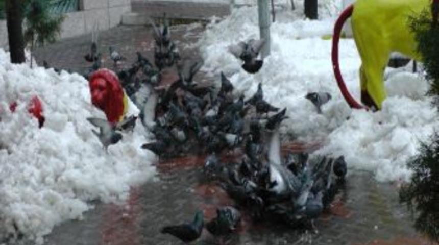 A&ccedil; Kalan G&uuml;vercinlere Yem