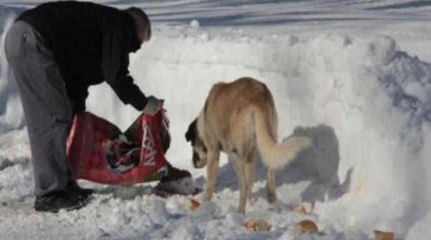 Kuşlar İ&ccedil;in Ekmek Ağacı Yaptılar