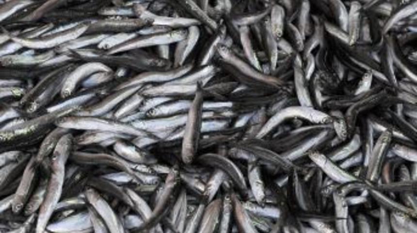 (&ouml;zel Haber) Kar Yağışı Hamsi Fiyatını 3'e Katladı