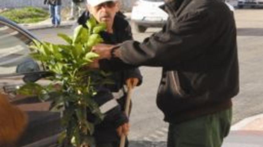 Yenişehir&rsquo;e Turun&ccedil; Fidanı Dikiliyor