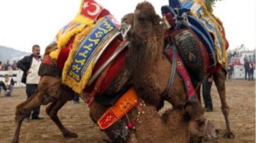 Sel&ccedil;uk-efes Deve G&uuml;reşi &Ccedil;atım Listesi Belli Oldu