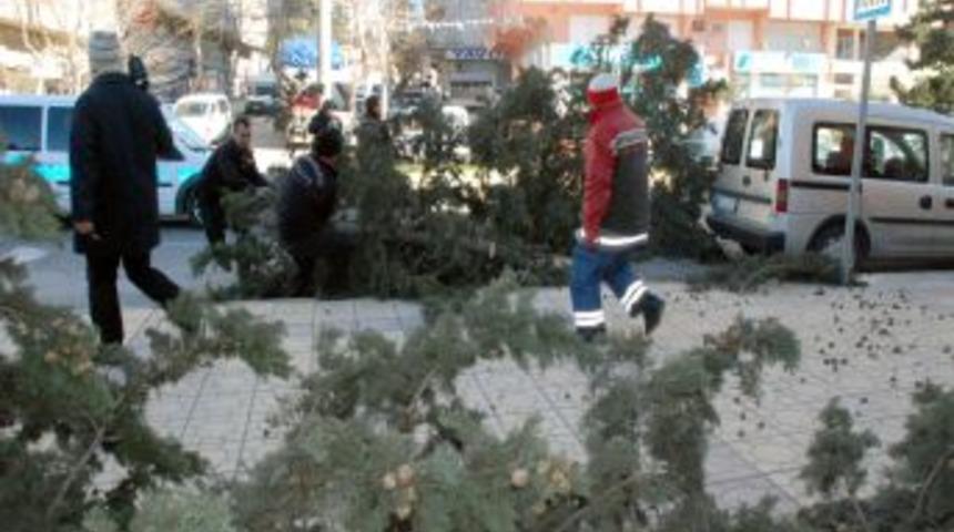 Fırtına Ağa&ccedil;ları K&ouml;k&uuml;nden S&ouml;kt&uuml;