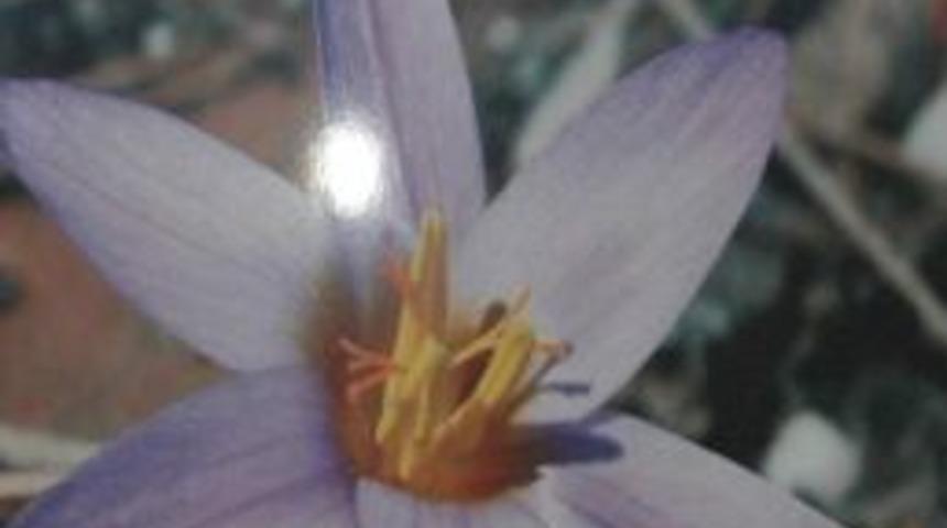 Antalya&rsquo;nın Endemik Bitkileri Tanıtılıyor