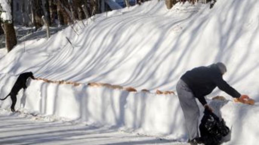 Sokakta Yaşayan Hayvanlara Yiyecek Desteği