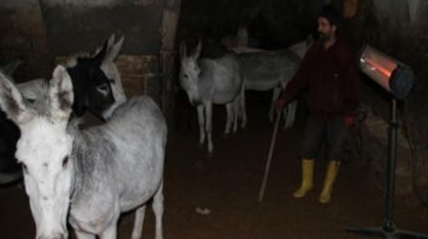 Kadrolu Eşekler, Dondurucu Soğuğa Karşı Elektrikli Soba Ile Isıtılıyor