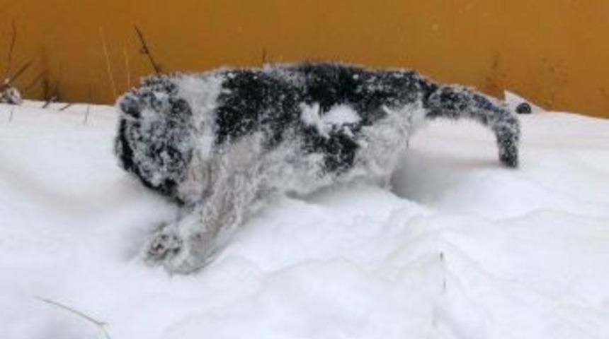 Evliya &Ccedil;elebi'nin Seyahatname'de Anlattığı Olay Ardahan'da Ger&ccedil;ek Oldu