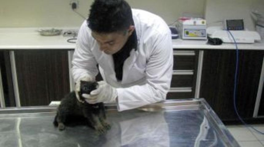 Ke&ccedil;i&ouml;ren Belediyesi Sokak Hayvanlarına Sahip &Ccedil;ıkıyor