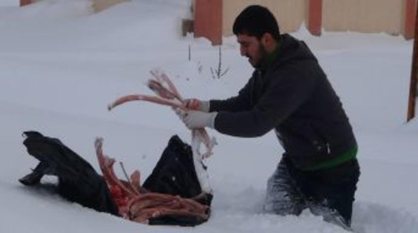 Sokak Ve Yaban Hayvanları I&ccedil;in Doğaya Yiyecek Bırakıldı