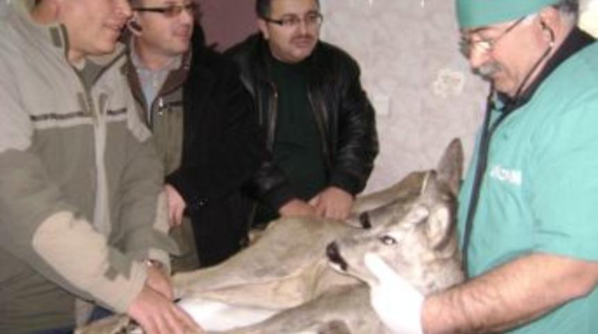 Yaralı Karacaları K&ouml;yl&uuml;ler Kurtardı