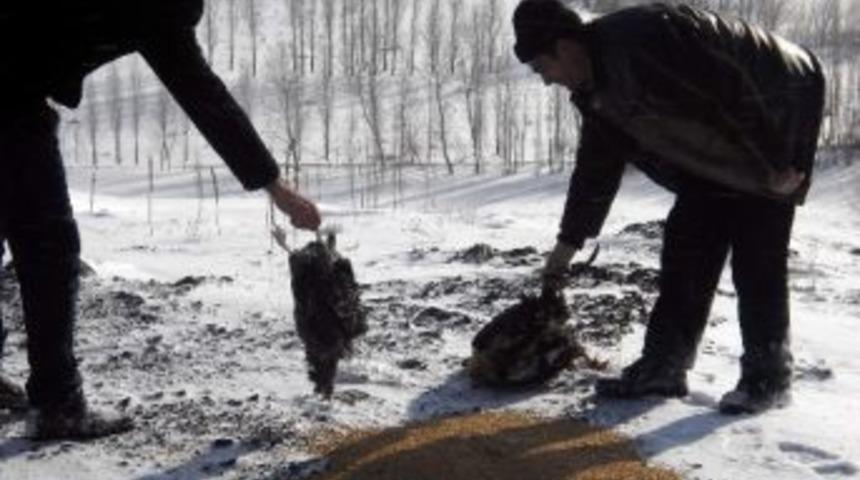 Deliilyas Belediyesi Yaban Hayatı Da Koruyor