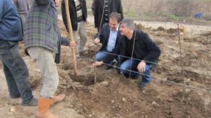 Meyve Bah&ccedil;elerinde İnceleme