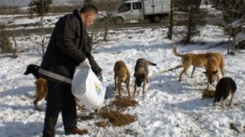 B&uuml;y&uuml;kşehir&rsquo;den sokak hayvanlarına yardım eli
