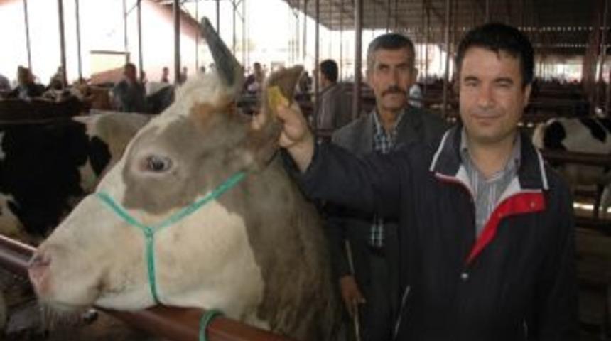 Elbistan'da Belediye Hayvan Borsası Yeniden A&ccedil;ıldı