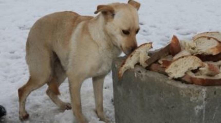 Nil&uuml;fer&rsquo;den Sokak Hayvanlarına Yiyecek