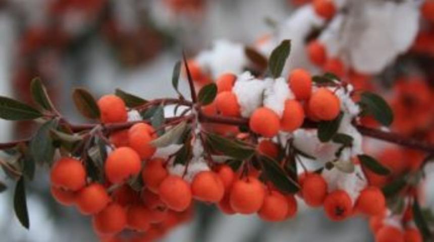 Kar Habercisinin &Uuml;zerine Yağdı