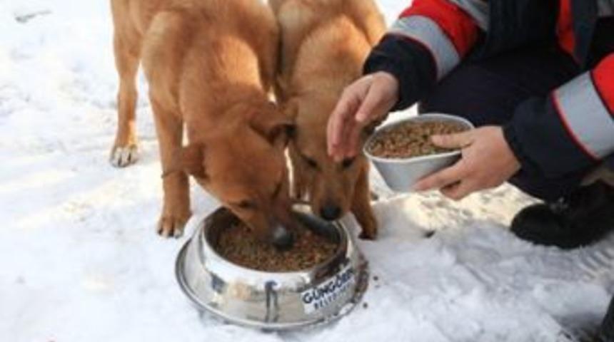 Belediye &ccedil;alışanları sokak hayvanlarını besledi