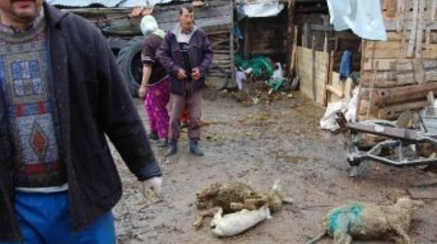 Kurtlar 11 Koyunu Ka&ccedil;ırdı