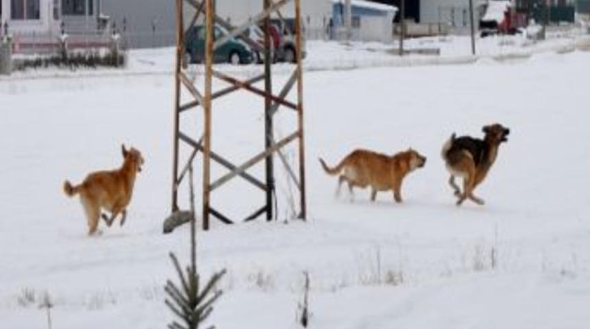 K&ouml;pekler Karın Keyfini &Ccedil;ıkardı