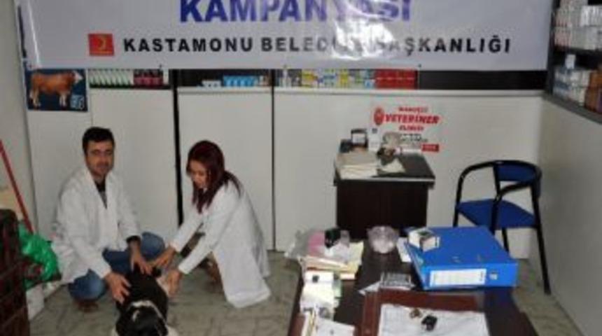 Sokak Hayvanları Kısırlaştırma Kampanyası Sona Erdi