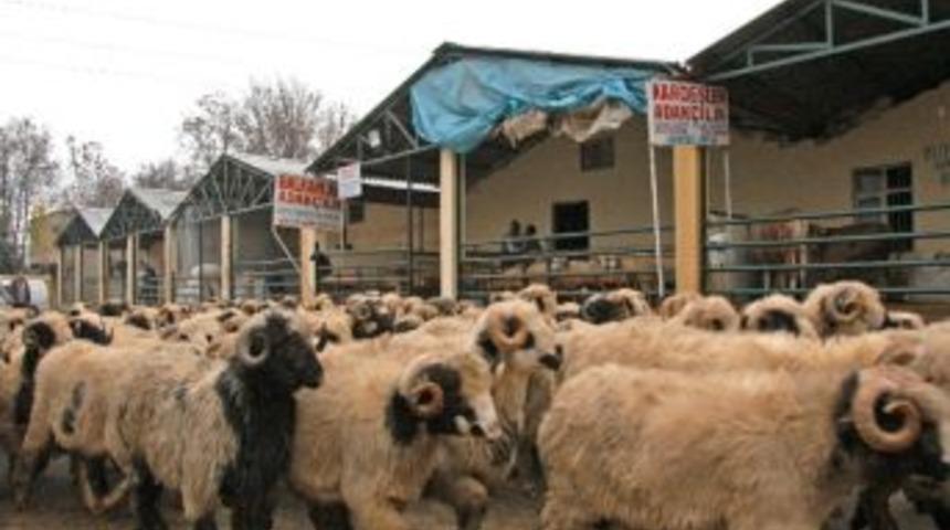 Dişi B&uuml;y&uuml;kbaş Ve K&uuml;&ccedil;&uuml;kb&uuml;ş Hayvan Kesimi Yasaklandı