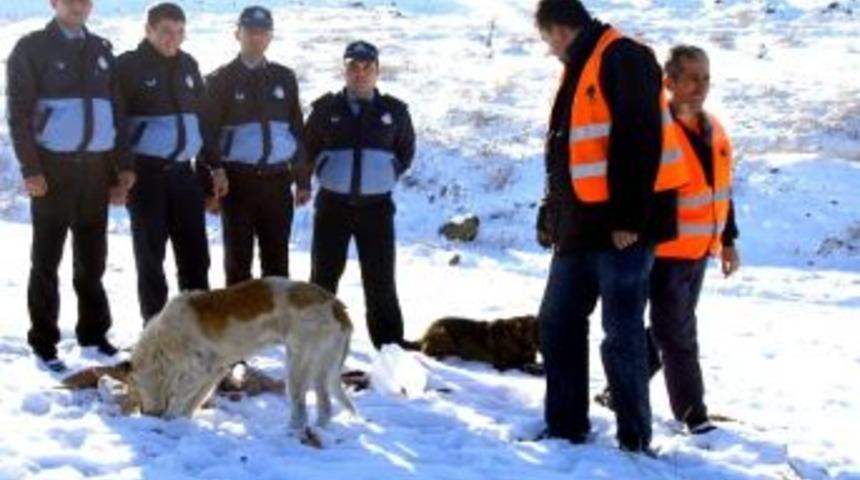 Mamak Belediyesi&rsquo;nden Hayvanlara Şefkat Eli