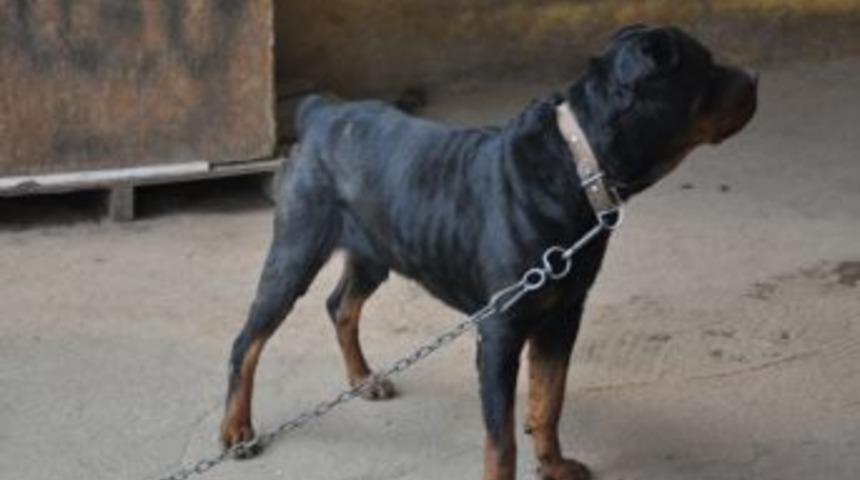 K&ouml;pek Sevgisine Komşu Engeli