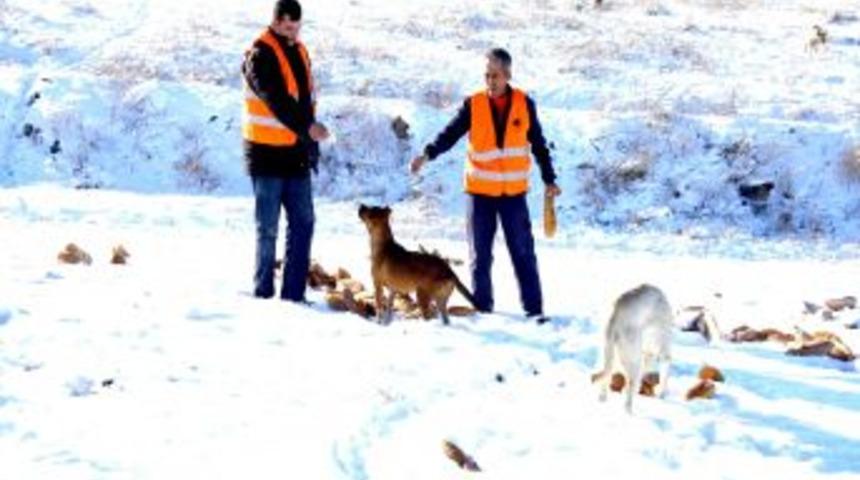 Mamak Belediyesi, Kış Nedeniyle Sokak Hayvanlarına Yiyecek Bırakıyor