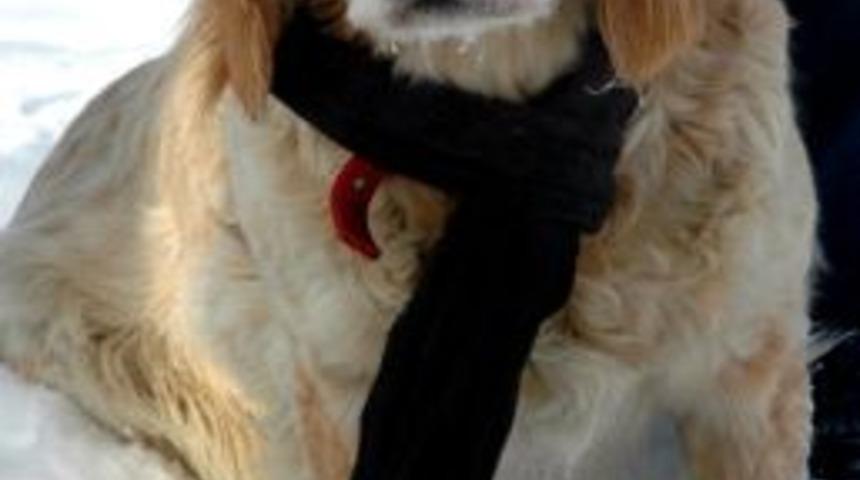 K&ouml;peğe Atkılı Koruma