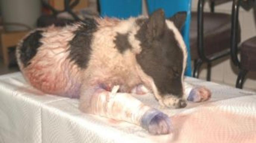 Yaralı K&ouml;peği Kurtarmak İ&ccedil;in Sokakta Ameliyat Masası Kurdular