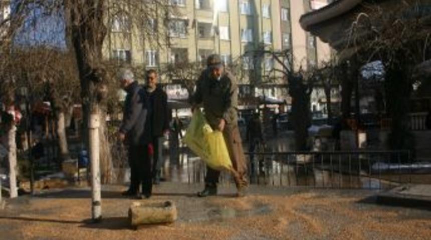 &Ccedil;orum'da Kuşlar I&ccedil;in &Ccedil;eşitli Yerlere Yem Koyuldu