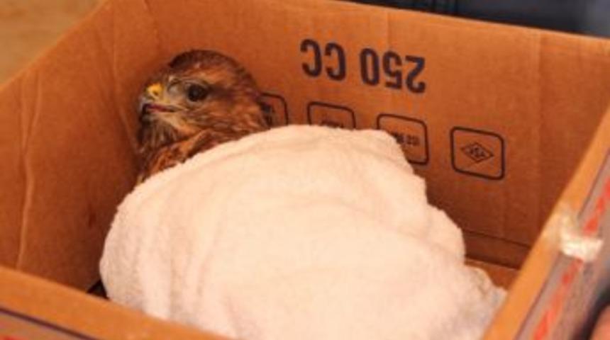 Yol Kenarında Yaralı Halde Bulunan Şahin Yetkililere Teslim Edildi