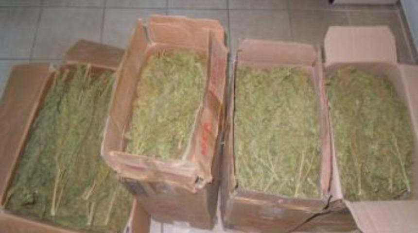 Ka&ccedil;an Ara&ccedil;tan 30 Kilo Esrar &Ccedil;ıktı