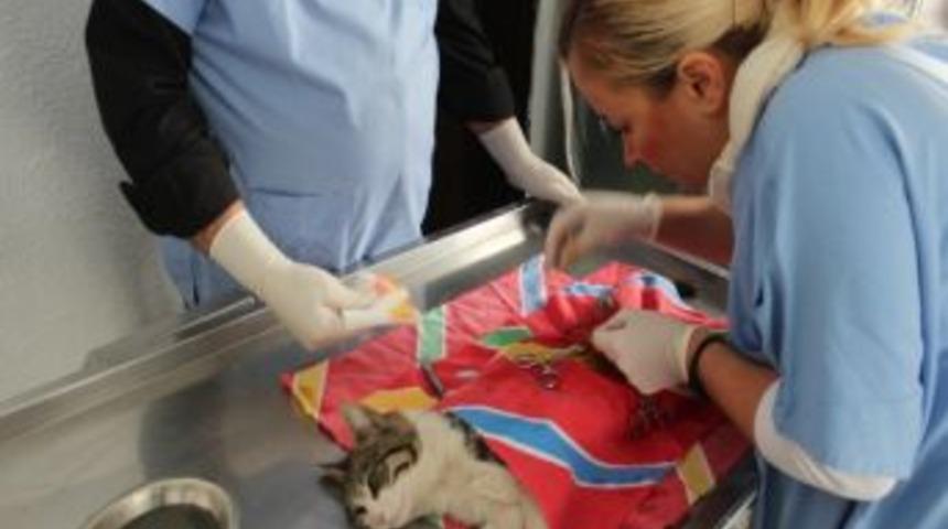 Edremit Belediyesi Sokak Hayvanlarını Kısırlaştırıyor