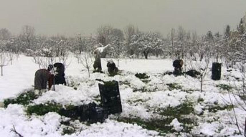 Kadınlar T&uuml;rk&uuml; S&ouml;yleyerek Karda Ispanak Topluyor
