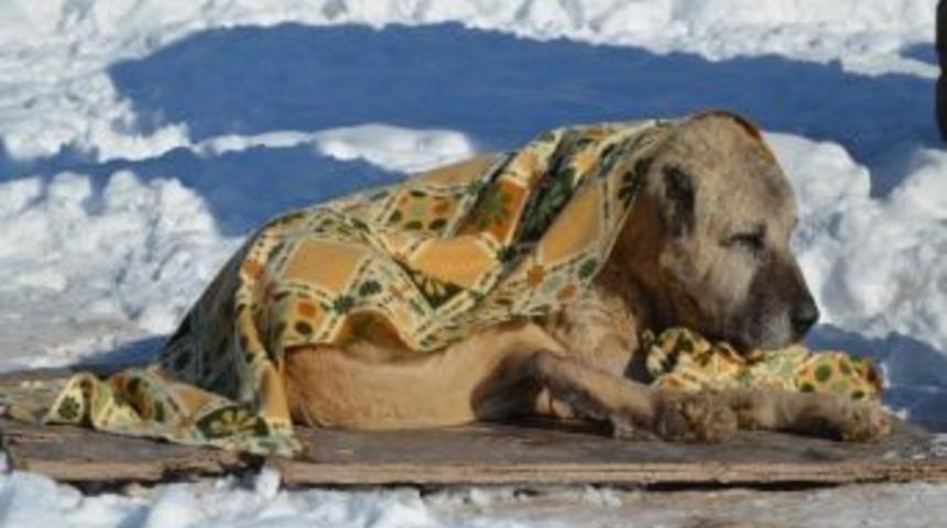 Kedilere Isıtıcılı, K&ouml;peklere Battaniyeli Koruma