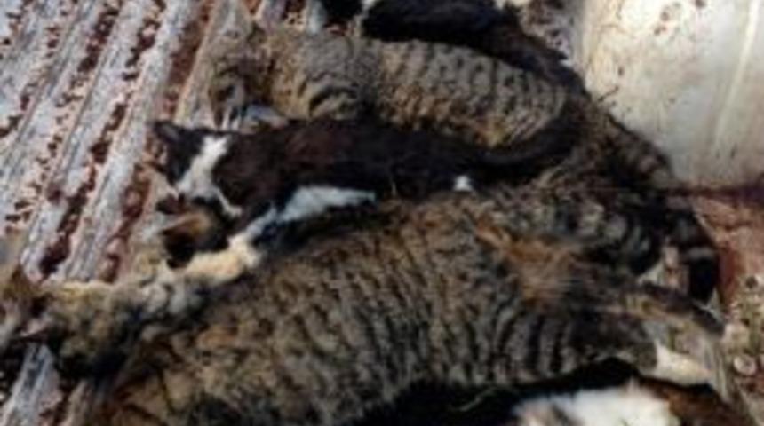 Kuşadası'nda &Ccedil;ok Sayıda Kedi Zehirlendi