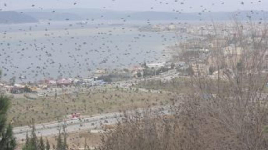&Ccedil;anakkale&rsquo;de Sığırcık Kuşları G&ouml;sterisi