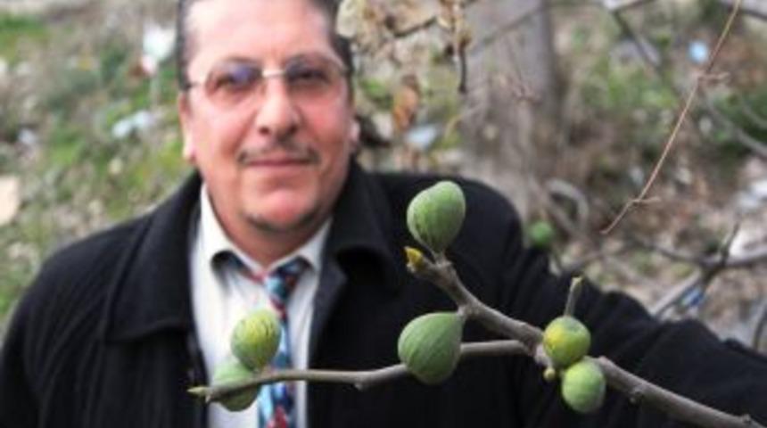 İncir Ağacı, Kış Ortasında Meyve Verdi