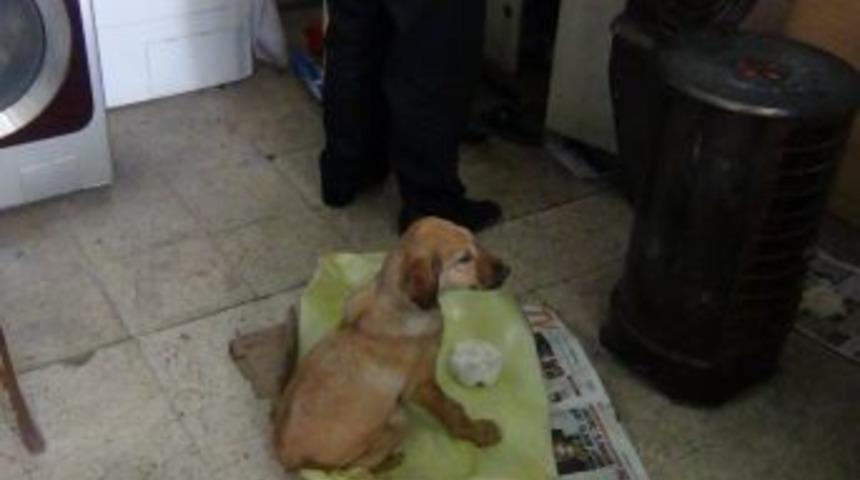 Duyarlı Esnaf, Donmak &Uuml;zere Bulduğu K&ouml;peği Kurtardı