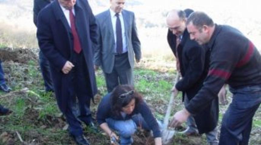 Trabzon&rsquo;da &Ccedil;ift&ccedil;ilere 9 Bin Adet Maviyemiş Fidanı Dağıtıldı