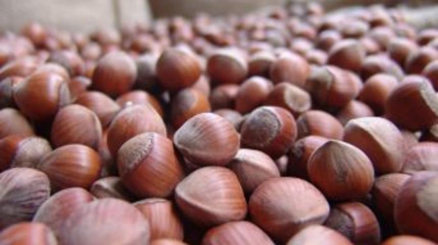 Sanayici Ve İhracat&ccedil;ıların Fındık Fiyatlarını Ortak Belirledikleri İddiaları Asılsız &Ccedil;ıktı