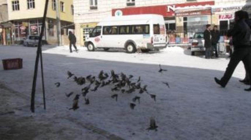 Narman&rsquo;da A&ccedil; Kalan Ser&ccedil;elere Esnaftan Yem Desteği