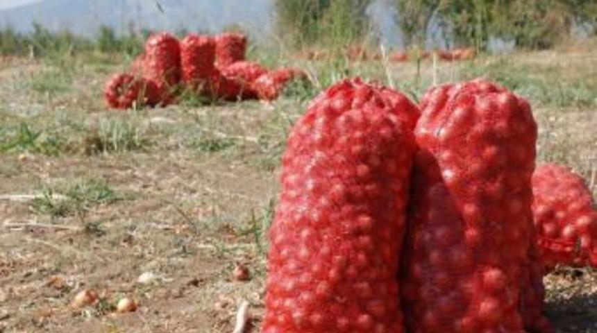 Tokat’ta 3 Milyon Ton Yaş Sebze Ve Meyve Yetiştiriliyor