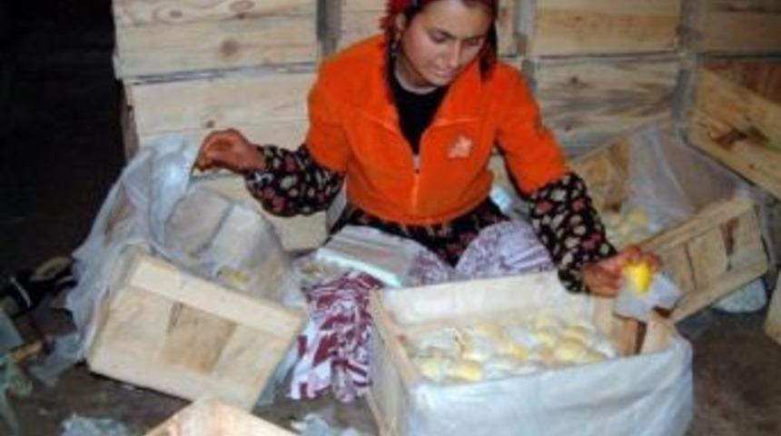 Akdeniz Limonları Kapadokya'daki Kaya Depolarda Saklanacak