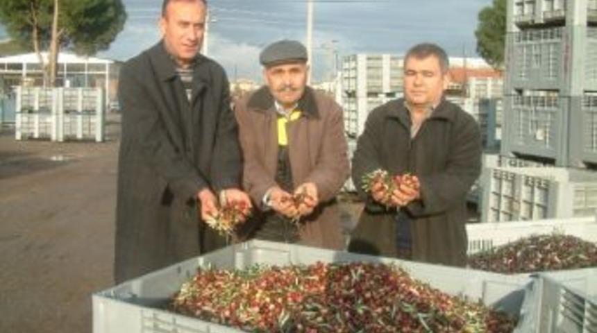 Zeytinyağı Fiyatları &Uuml;reticiyi Memnun Etmedi