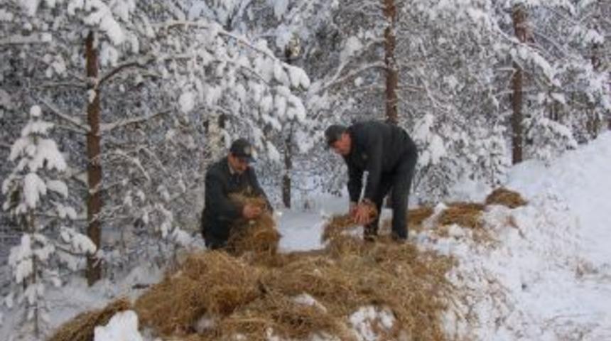 Kar Nedeniyle Besinsiz Kalan Yaban Hayvanları I&ccedil;in Doğaya 3 Ton Yem Bırakıldı